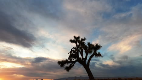 a lonely joshua tree in silhouette as time transitions in a brilliantly colorful and dynamic day to sunset to night holy grail time lapse