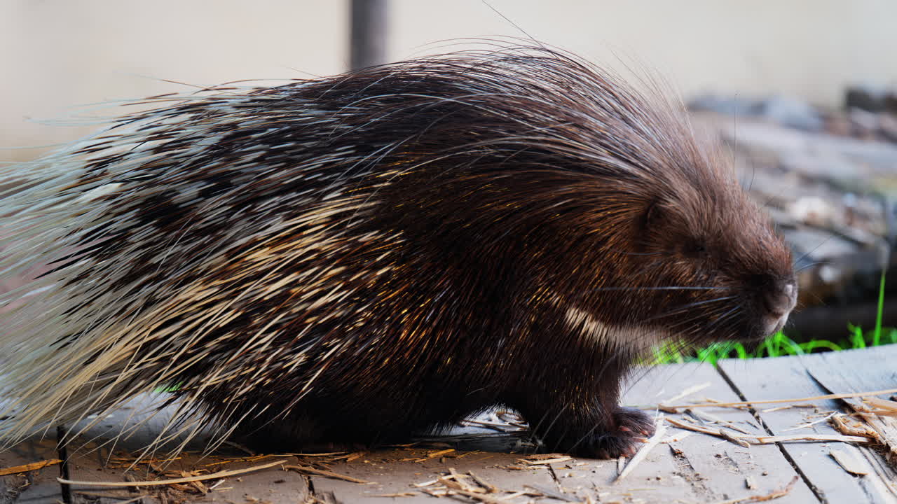 Close up of a porcupine eating while sitting on a wooden platform at the zoo