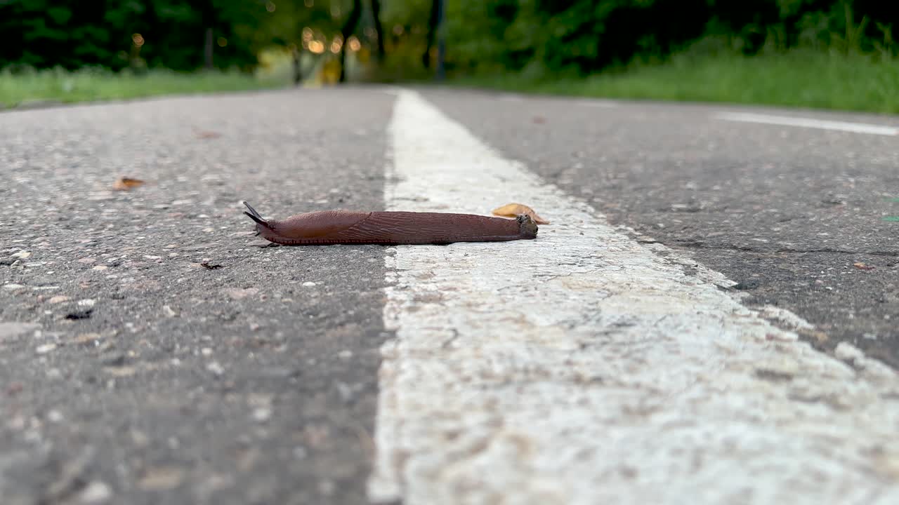 A Spanish slug crosses the markings on the road (4K60)
