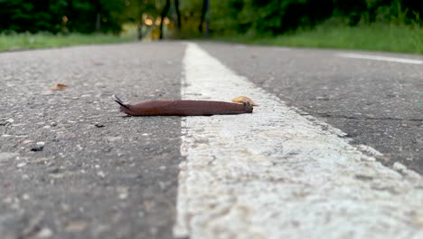 a spanish slug crosses the markings on the road (4k60)