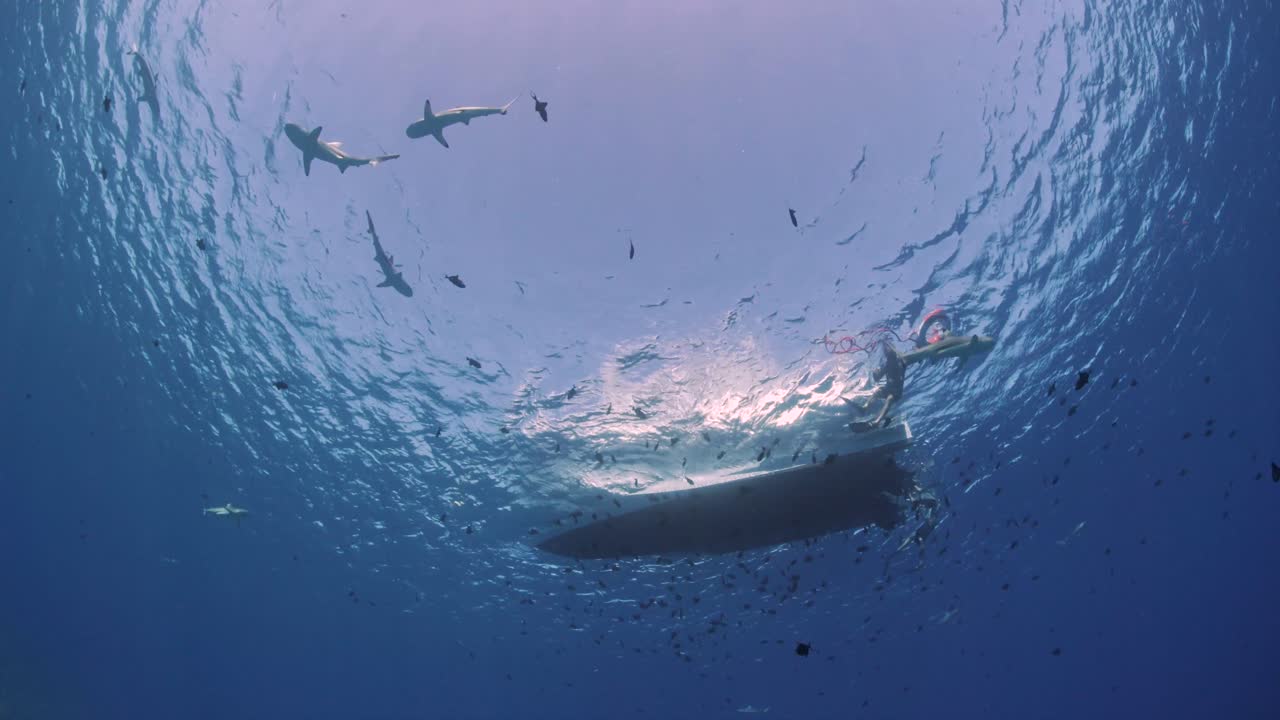 Diving with sharks, blacktip reef shark. Wide angle five