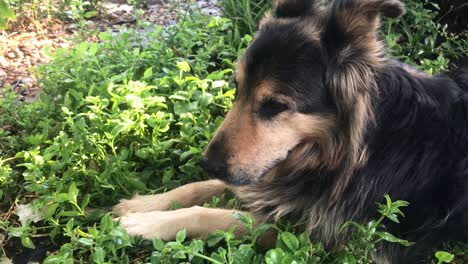 lazy dog lying in garden slow motion