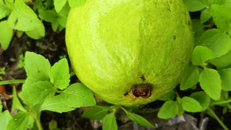 Primer-Plano-De-La-Fruta-De-Guayaba-4k