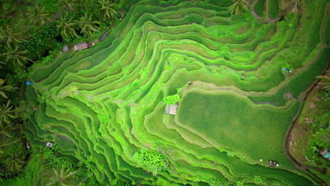 Birds-Eye-View-Of-Picturesque-Tegallalang-Rice-Terrace-In-Ubud,-Bali,-Indonesia