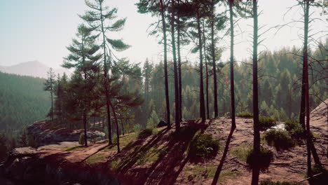 hermoso bosque perenne remoto en la montaña
