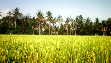 medium establish pan across rice field glowing vibrant green with palm trees out of focus in background