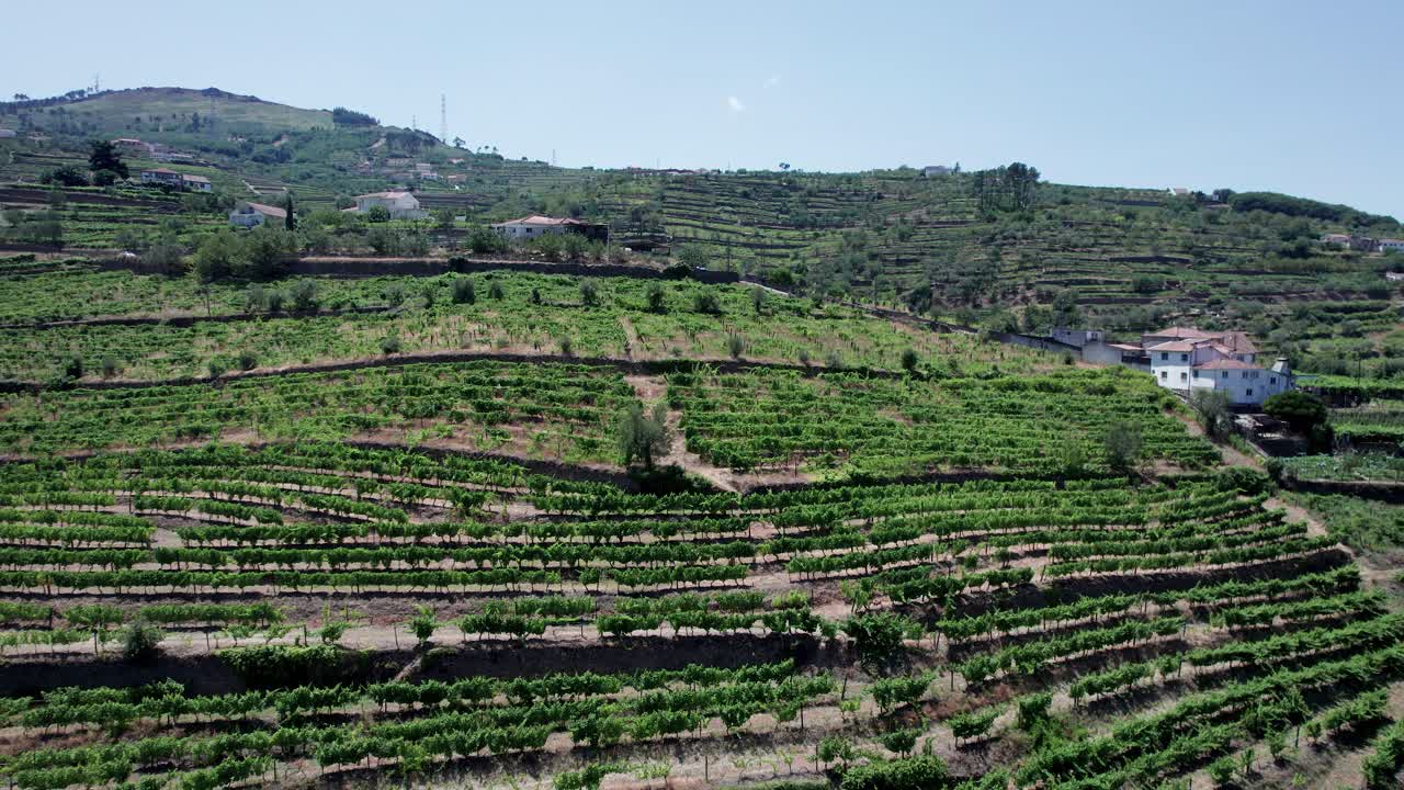 Terrazzamenti vitati nelle colline della valle del Douro in Portogallo in una giornata di sole.