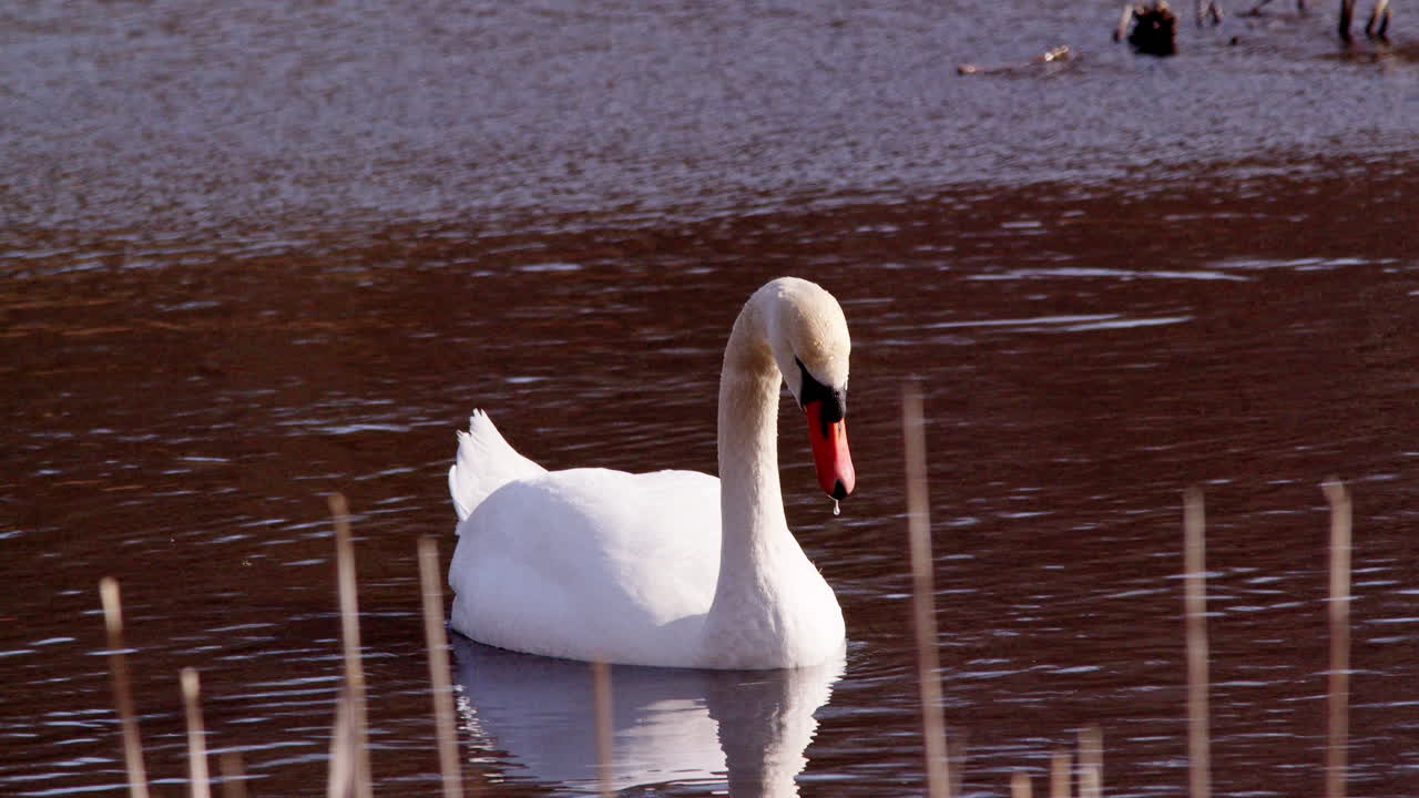Poetic super slow motion of swans in courtship as the sun rises.