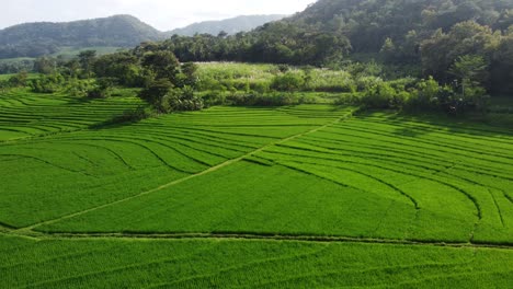 Vista-Aerea-De-Terrazas-De-Arroz