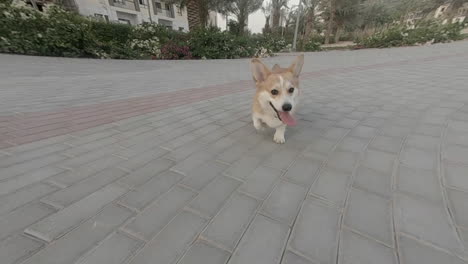 corgi dog walking towards the camera with his tongue sticking out