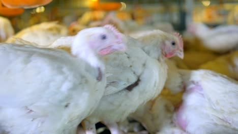 chickens, hens at poultry.