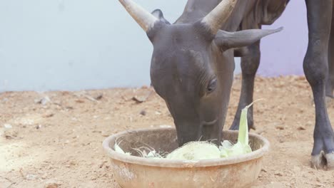 a close up of a bull with horn eating out of a bawl in the middle of the street in goa, india