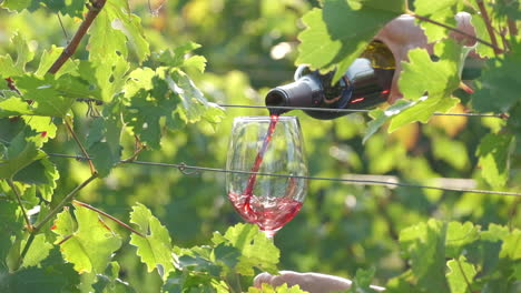 Verter-Vino-Tinto-A-Cámara-Lenta-En-Copa-De-Vino-En-Viñedos-Agricultura-De-Uvas-De-Vid