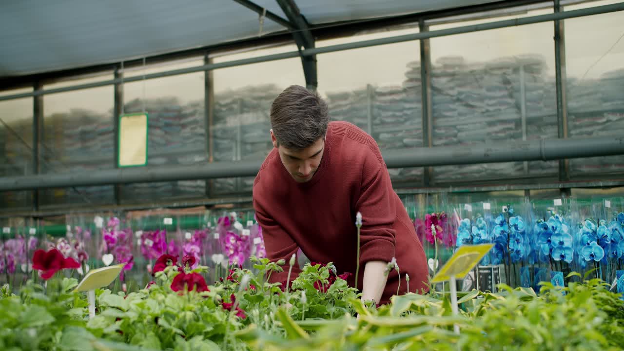 suéter marrón joven seleccionando plantas en maceta en la tienda de flores