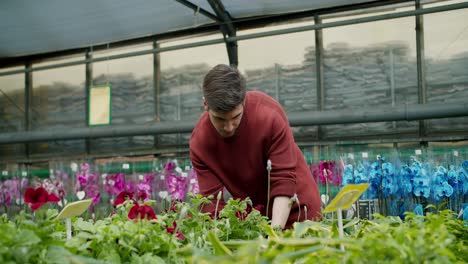 Suéter-Marrón-Joven-Seleccionando-Plantas-En-Macetas-En-La-Tienda-De-Flores