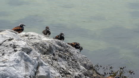 ruddy turnstone pájaros de la orilla corriendo por las rocas con las olas en el fondo