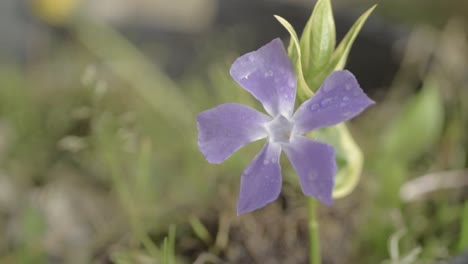 flor de hiedra morada en el jardín