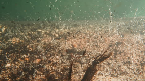 Plants-waved-by-underwater-flows-on-pond-bottom-with-pebbles