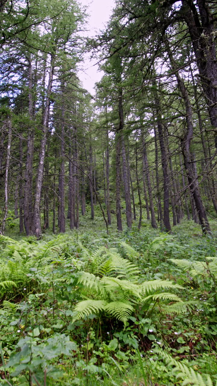 Rigogliosa foresta verde con alberi alti e felci, atmosfera pacifica e serena.