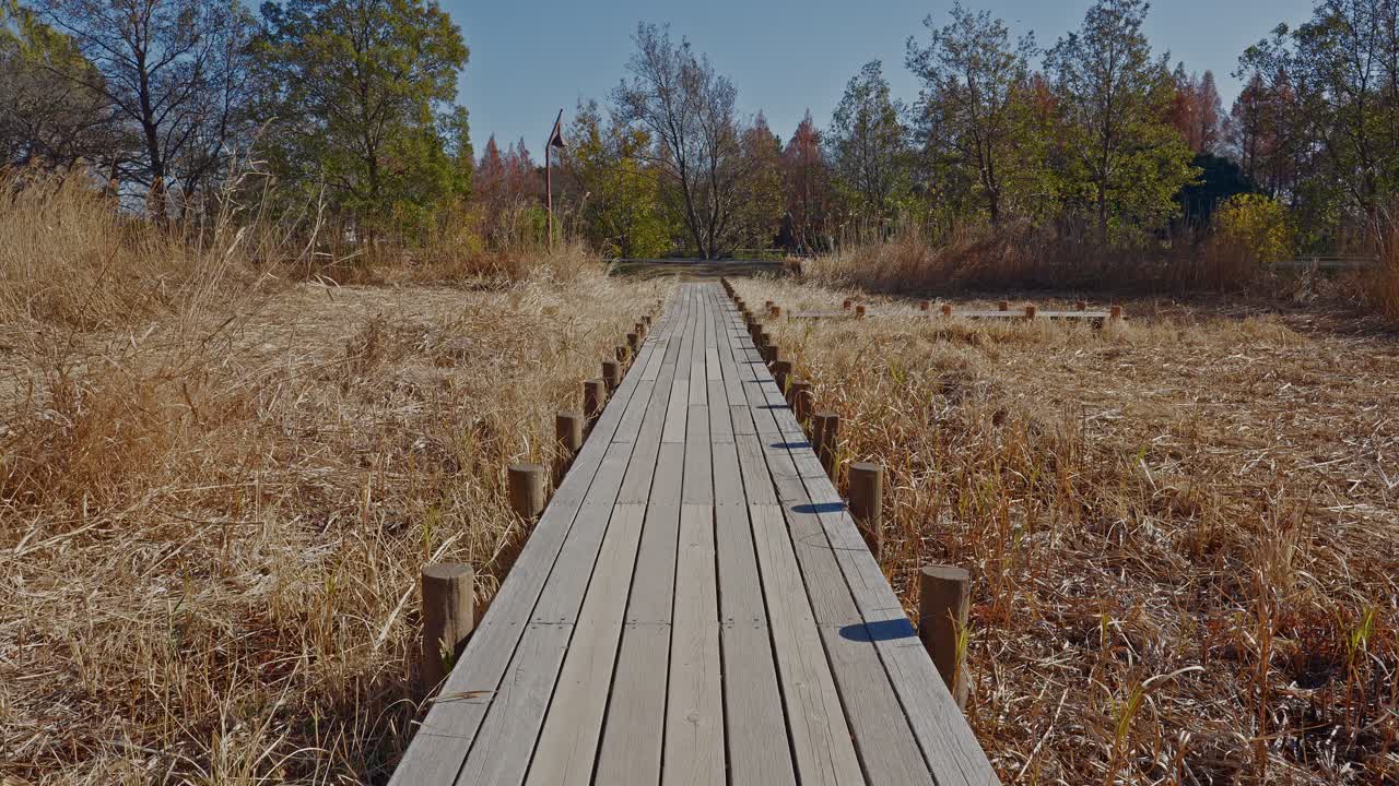 A central perspective of a long wooden path through golden autumn grasses at Mizumoto Park, Tokyo, creating a strong sense of depth and tranquility