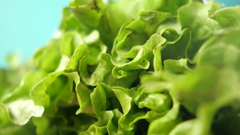 close-up of fresh lettuce