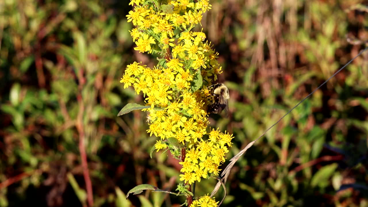 Bumblebee flying and feeding on wild yellow flowers in a Summer field, wings buzzing in flight as it collects nectar and pollen