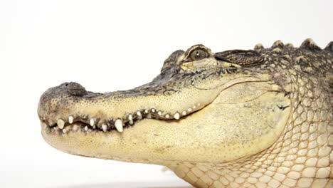 cocodrilo americano se aleja de la cámara - animal de aspecto aterrador - primer plano en la cara
