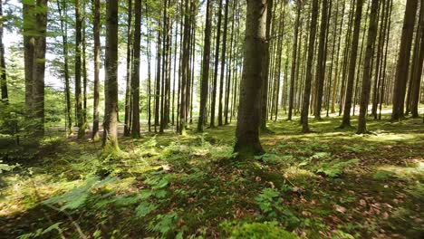 parte 2: sumérgete en la belleza serena de un bosque de verano
