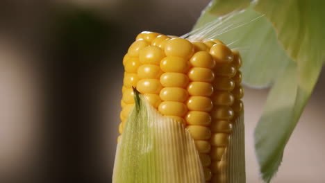 close-up of a fresh ear of corn