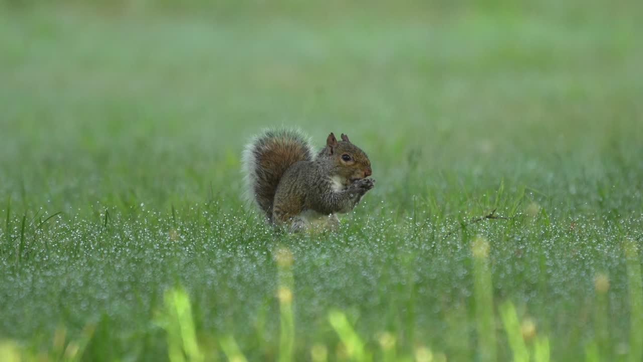 una ardilla gris sentada en la hierba de rocío comiendo una nuez en una mañana de verano