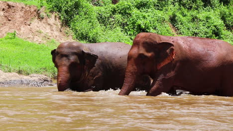 elefante caminando lentamente hacia los demás en el río fangoso