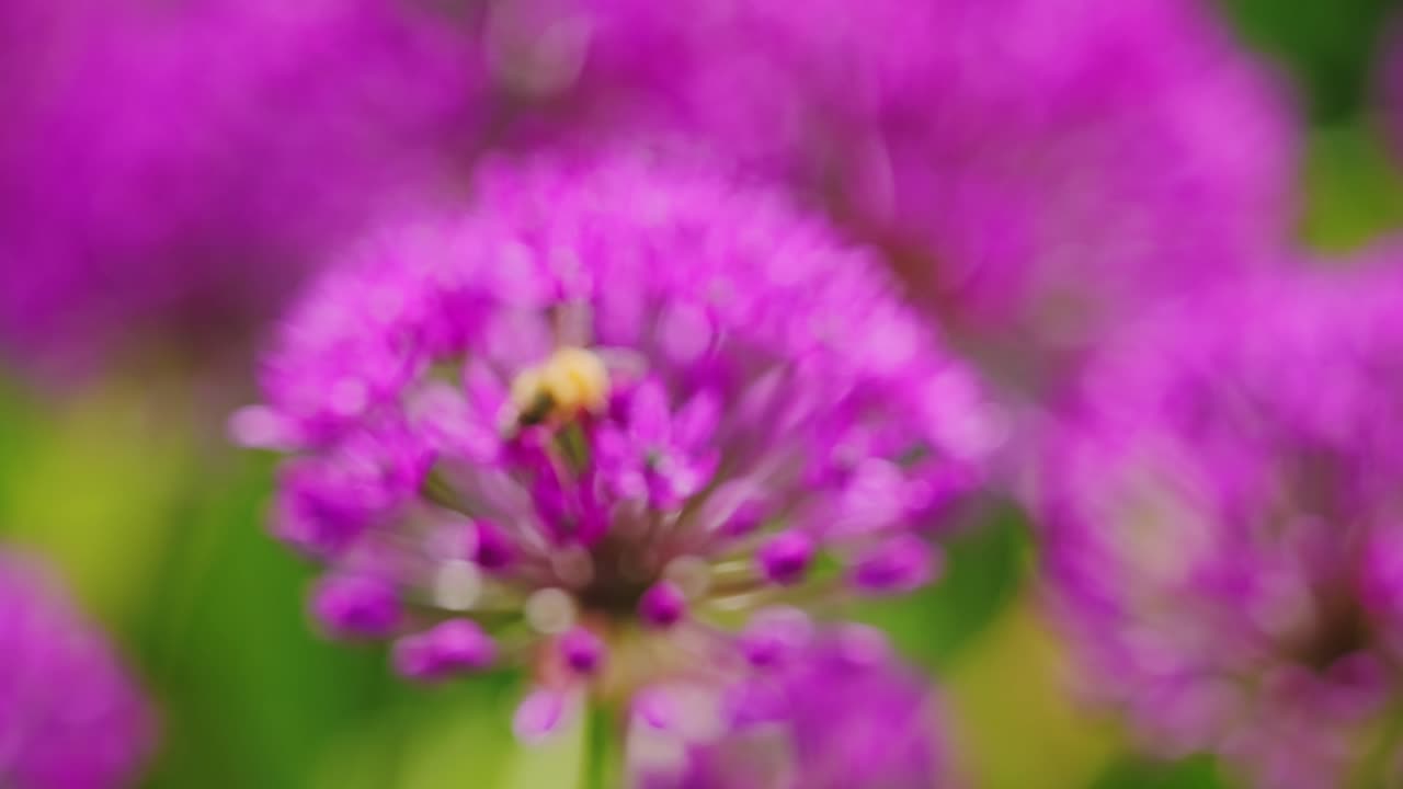 Macro slow motion of honeybee pollinating vivid purple allium in spring garden