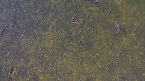 flight-with-a-drone-in-descent-and-overhead-seeing-in-the-water-a-beautiful-group-of-calm-blue-fish-with-a-bottom-of-stones-and-organic-matter-floating-in-the-water-on-a-winter-afternoon-in-Spain