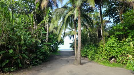 tropical forest and palm trees covered tourist path leads to the sandy coastline of the caribbean sea in tortuguero, costa rica