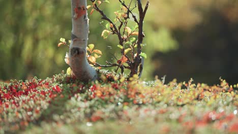 a young birch tree surrounded by the colorful autumn undergrowth in norwegian tundra