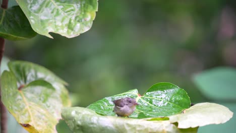 Wild-bird-behavior-in-the-forest,-Orange-bellied-flowerpecker-or-Cabai-Bunga-Api-bird-bathing-on-the-leaf