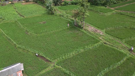 Big-aerial-zoom-out-of-a-woman-working-a-paddy-field-in-Kutamaneuh,-Karawang,-Indonesia