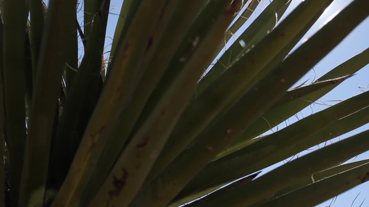 hojas de palma a la luz del sol
