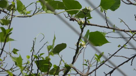 Hummingbird-eating-food-playing-