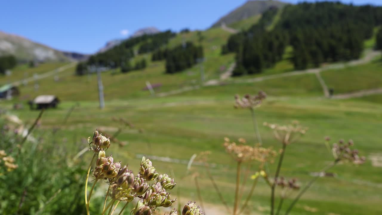 흐릿한 배경으로 꽃의 클로즈업