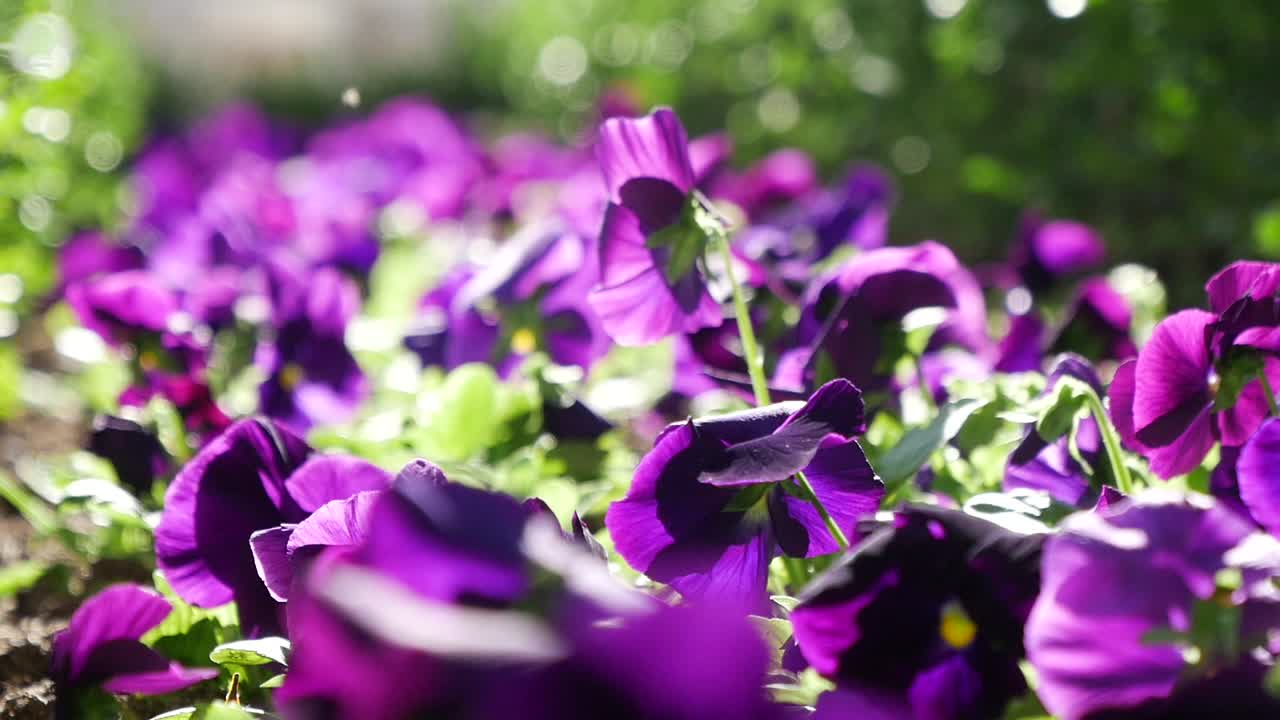 Pansy ungu di sebuah taman