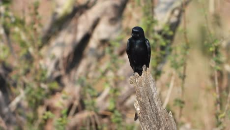 drongos - negro en el área del estanque esperando palanca