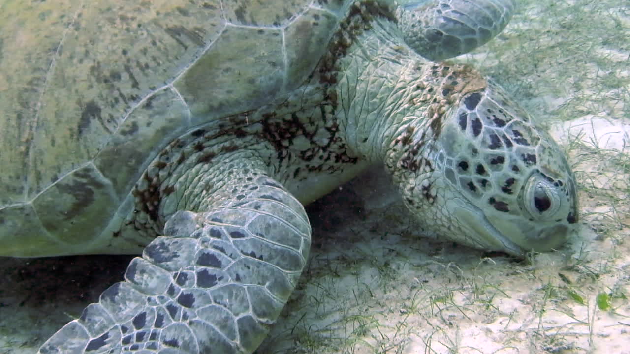 Close-up of green turtle eating algae on seabed