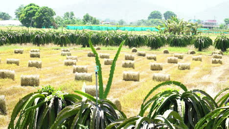 Ruedas-De-Balas-De-Heno-Redondas-De-Granja-En-Un-Campo-De-Granja-Agrícola-En-El-Sudeste-Asiático