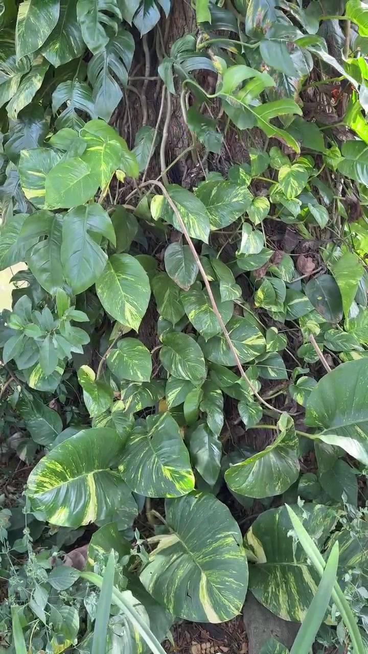 Viti di Pothos dorato che si arrampicano su un tronco d'albero in un giardino.