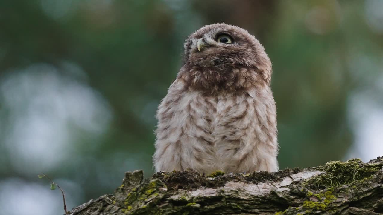 портрет маленького совенка, отдыхающего на поросшей мхом коре дерева
