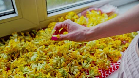 young girl gently touches drying cowslips for tea on windowsill in slow motion