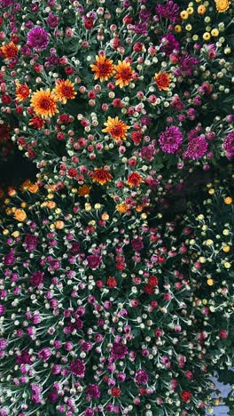 colorful chrysanthemum bouquet