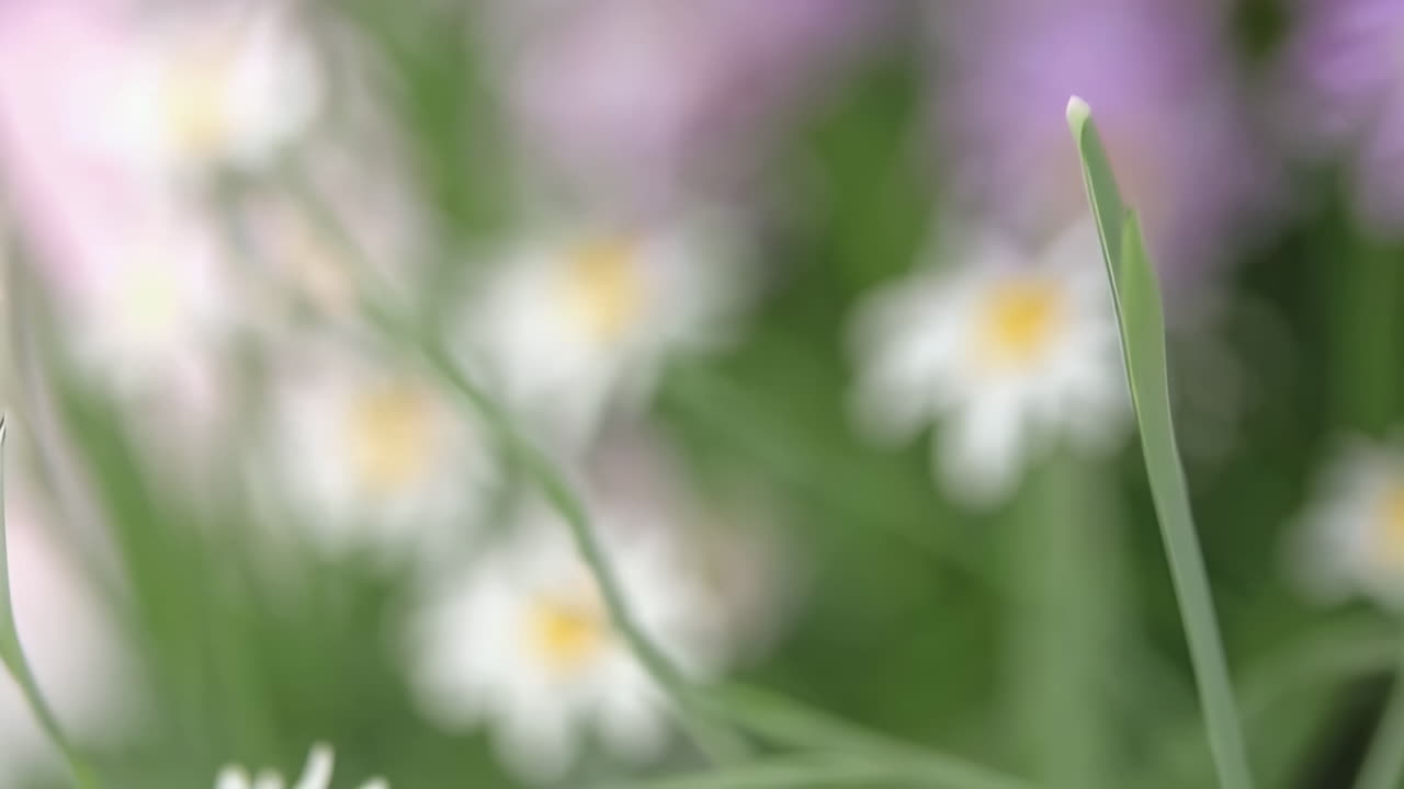 Soft Blurry Floral Bokeh Backgrounds