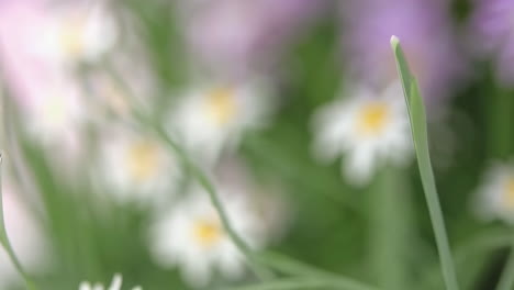 soft blurry floral bokeh backgrounds